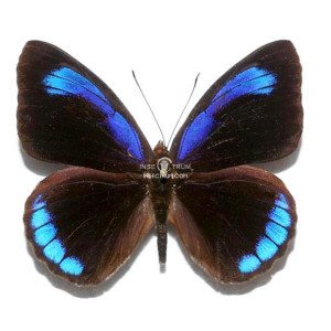 EUNICA ALCMENA ALCMENA